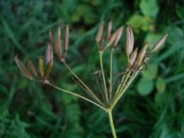 Attēlu rezultāti vaicājumam “Chaerophyllum aromaticum fruit”