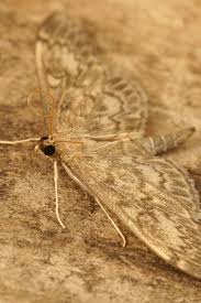 Attēlu rezultāti vaicājumam “Anania lancealis”