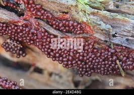 Attēlu rezultāti vaicājumam “Metatrichia sp.”