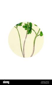 Attēlu rezultāti vaicājumam “Adoxa moschatellina leaf”