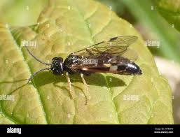 Attēlu rezultāti vaicājumam “Allantus cinctus”