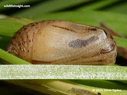 Attēlu rezultāti vaicājumam “Aphantopus hyperantus underside”