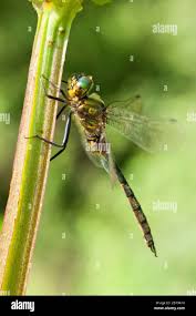 Attēlu rezultāti vaicājumam “Somatochlora flavomaculata”