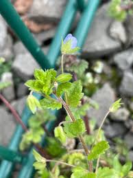 Attēlu rezultāti vaicājumam “Veronica filiformis bud”