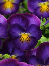 Image result for violet