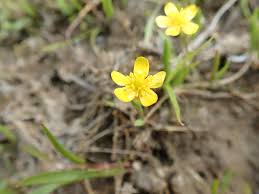 Attēlu rezultāti vaicājumam “Ranunculus flammula”