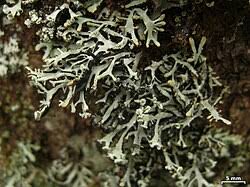 Attēlu rezultāti vaicājumam “Plectocarpon lichenum”