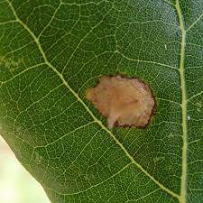 Attēlu rezultāti vaicājumam “Tischeria ekebladella”