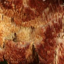 Attēlu rezultāti vaicājumam “Sarcodontia crocea”