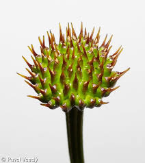 Attēlu rezultāti vaicājumam “Trollius europaeus bud”