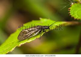 Attēlu rezultāti vaicājumam “Megaloptera”