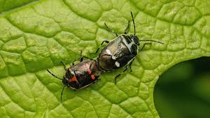 Attēlu rezultāti vaicājumam “Eurydema oleracea imago”