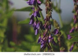 Attēlu rezultāti vaicājumam “Galega orientalis flower”
