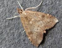 Attēlu rezultāti vaicājumam “Udea prunalis”