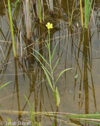 Attēlu rezultāti vaicājumam “Ranunculus lingua”