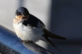 Attēlu rezultāti vaicājumam “Delichon urbicum adult”