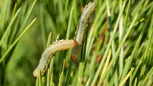 Attēlu rezultāti vaicājumam “Diprionidae”