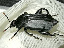 Attēlu rezultāti vaicājumam “Necrodes littoralis”