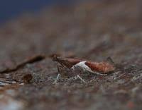 Attēlu rezultāti vaicājumam “Caloptilia stigmatella”