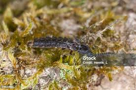 Attēlu rezultāti vaicājumam “Phosphaenus hemipterus male”