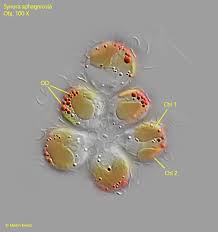 Attēlu rezultāti vaicājumam “Pohlia sphagnicola”