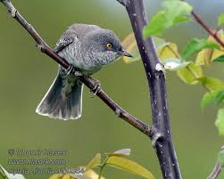 Attēlu rezultāti vaicājumam “Sylvia nisoria”