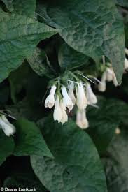 Attēlu rezultāti vaicājumam “Symphytum grandiflorum”