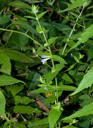 Attēlu rezultāti vaicājumam “Scutellaria galericulata leaf”