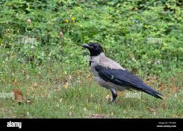 Attēlu rezultāti vaicājumam “Corvus cornix adult”