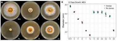 Attēlu rezultāti vaicājumam “Enteridium olivaceum spores”