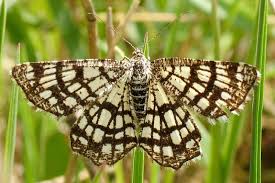 Attēlu rezultāti vaicājumam “Chiasmia clathrata”