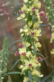 Image result for Verbascum nigrum