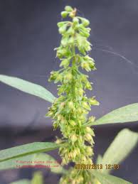 Attēlu rezultāti vaicājumam “Rumex maritimus leaf”