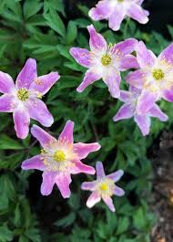 Attēlu rezultāti vaicājumam “Anemone nemorosa bud”