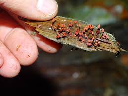 Attēlu rezultāti vaicājumam “Heterotrichia ferruginea (syn. Arcyria ferruginea) stalked”