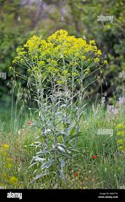 Image result for Isatis tinctoria