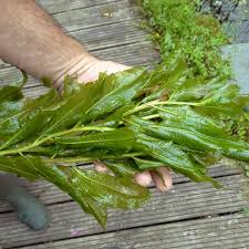 Attēlu rezultāti vaicājumam “Potamogeton lucens leaf”