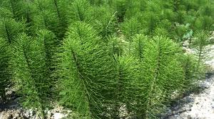 Attēlu rezultāti vaicājumam “Equisetum telmateia”