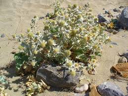 Attēlu rezultāti vaicājumam “Eryngium maritimum leaf”