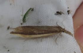 Attēlu rezultāti vaicājumam “Donacaula mucronella”