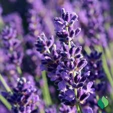 Attēlu rezultāti vaicājumam “Lavandula angustifolia”