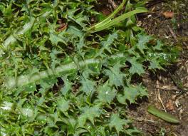 Attēlu rezultāti vaicājumam “Cirsium acaule”