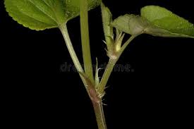 Attēlu rezultāti vaicājumam “Viola canina fruit”