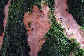 Attēlu rezultāti vaicājumam “Rhodonia placenta”