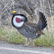 Attēlu rezultāti vaicājumam “Adoxus obscurus”