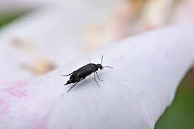 Attēlu rezultāti vaicājumam “Mordellidae”