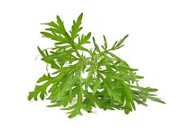 Attēlu rezultāti vaicājumam “Artemisia vulgaris leaf”