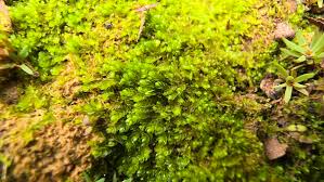 Attēlu rezultāti vaicājumam “Nardia scalaris”