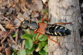 Attēlu rezultāti vaicājumam “Staphylinus erythropterus”