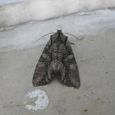 Attēlu rezultāti vaicājumam “Lacanobia contigua imago”